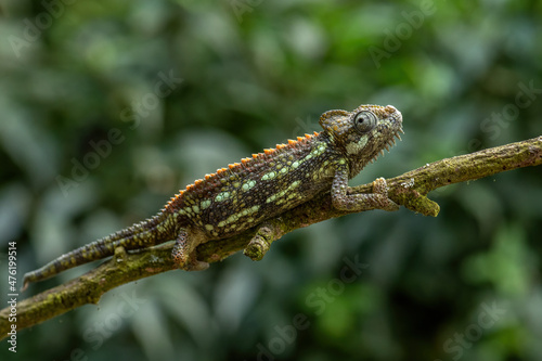 High-casqued Chameleon - Trioceros hoehnelii, beautiful colored lizard from African bushes and forests, Uganda.