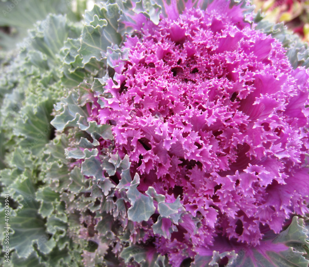 Luxurious ruffled pink-green-blue leaves of ornamental cabbage (Brassica oleracea) in autumn.
