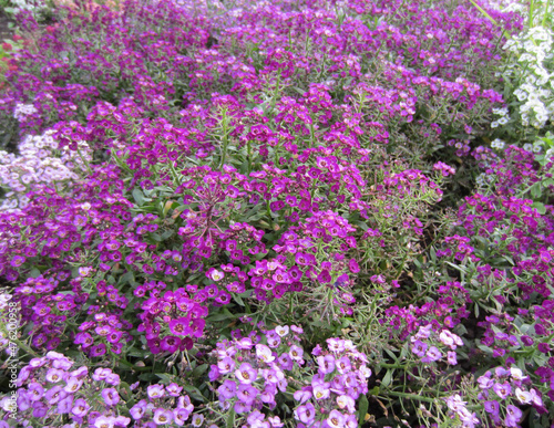 The carpet of the flower garden is made of alissum  lobularia  in several shades  white  purple  lilac.