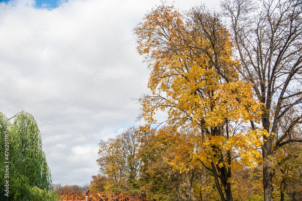 Fototapeta premium Autumn in the Roman Park with colored leaves, Romania