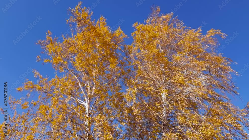 Two birches with autumn foliage in strong wind near road Two birches with autumn foliage in strong wind near road
