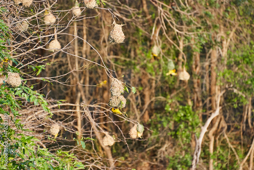 delicate weaver bird nests hanging in the shrubs