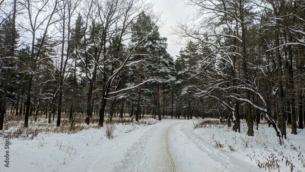 custom made wallpaper toronto digitalwinter in the forest