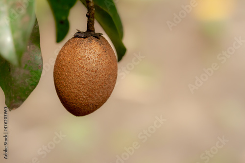 Brown sapodilla fruit hanging from the tree, the background of the green leaves is blurry photo