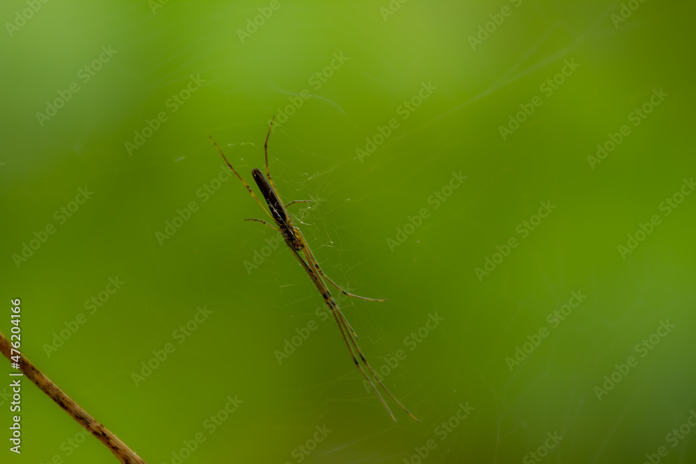 custom made wallpaper toronto digitalA spider is waiting for prey in its web, blurred green leaves background, nature concept