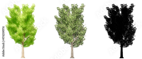 Set or collection of Elm Stocky trees  painted  natural and as a black silhouette on white background. Concept or conceptual 3d illustration for nature  ecology and conservation  strength  endurance