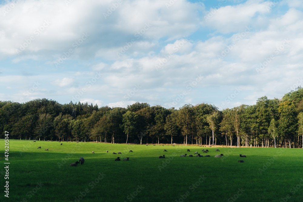 Greenfields with sheeps Greenfields with sheeps