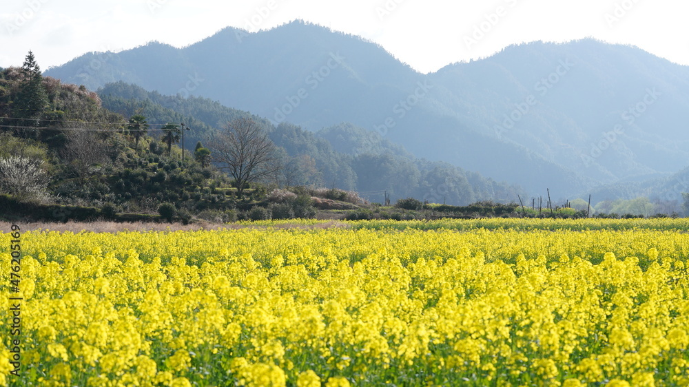 The beautiful countryside view with the yellow canola flowers blooming in the field in China in spring