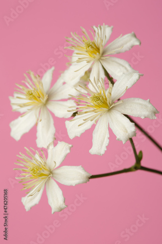 White with yellow stamens flowers of clematis isolated on a pink background.