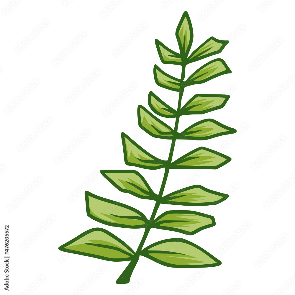 green leaf isolated on white background green leaf isolated on white background