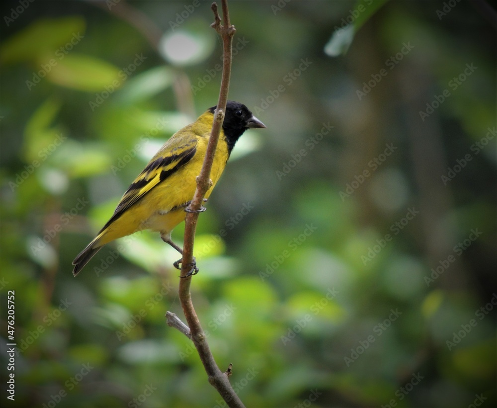 cabecita negra sobre una rama
