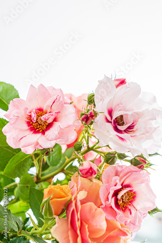 roses on the white background