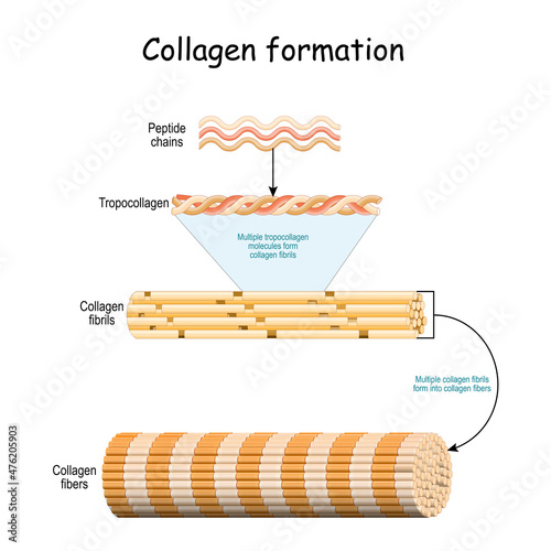 Collagen formation