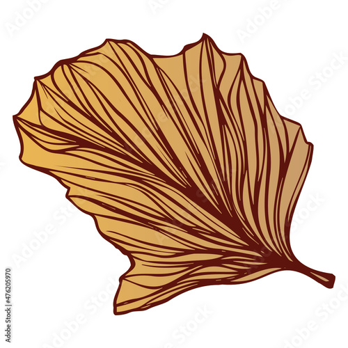 shell isolated on white background