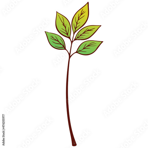 green tree isolated on white background