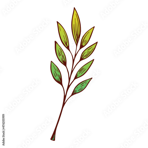 illustration of a plant