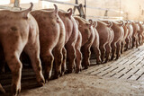 Hungry pigs eat their food. Pig butts and tails. Agriculture and farming business.