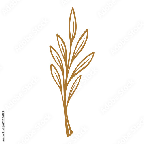 wheat ears isolated on white