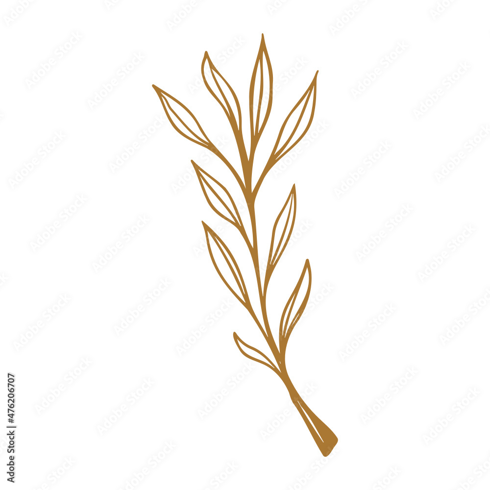 Hand drawn Leaf  isolated on white background