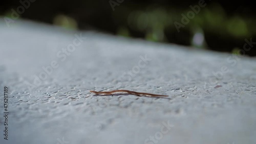 CU wet worm crawling under the sun on the beige background photo