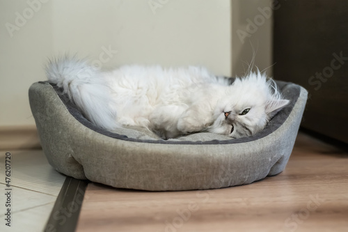 Persian chinchilla cat with a silver shade, fluffy long hair with green eyes, lying huddled in a cat bed