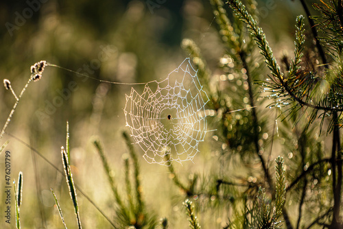 Big spider web with yellow dew on blade.