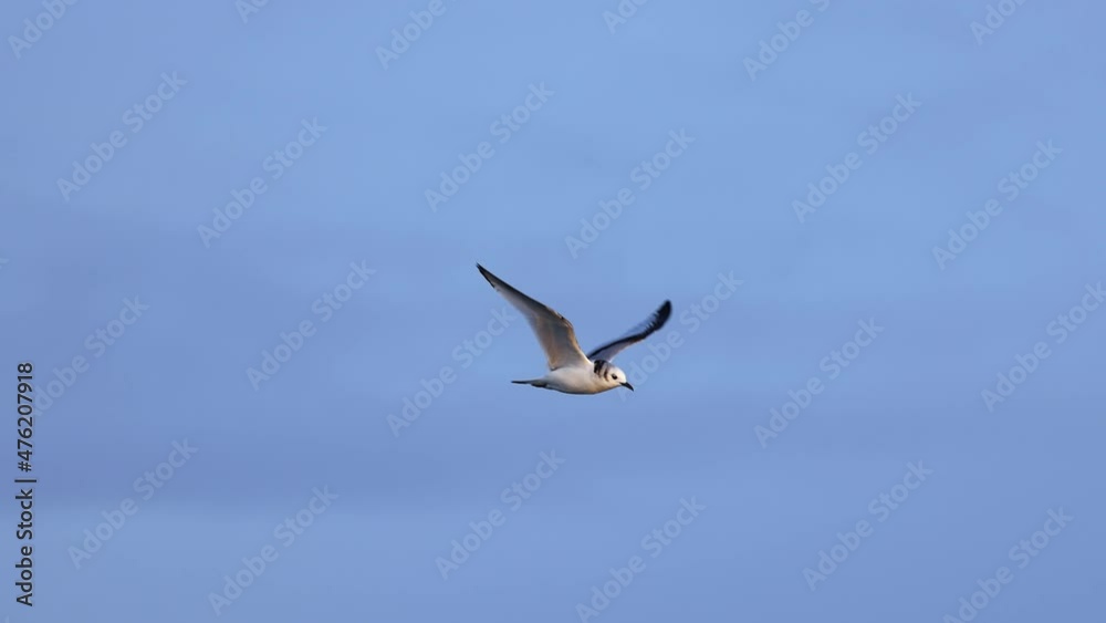 Black-legged kittiwake (Rissa tridactyla) in flight, filmed in slow motion. Black-legged kittiwake (Rissa tridactyla) in flight, filmed in slow motion.