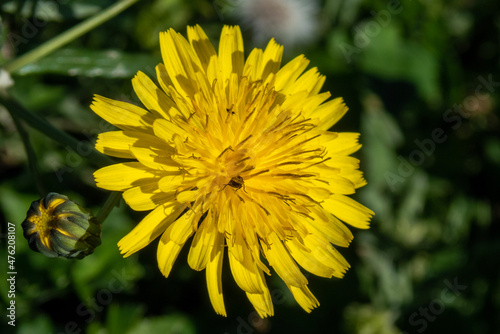 bee on dandelion