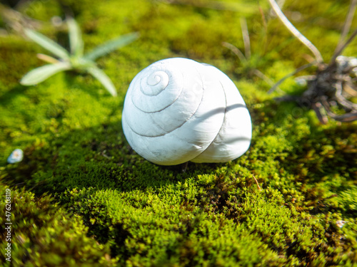snail on moss