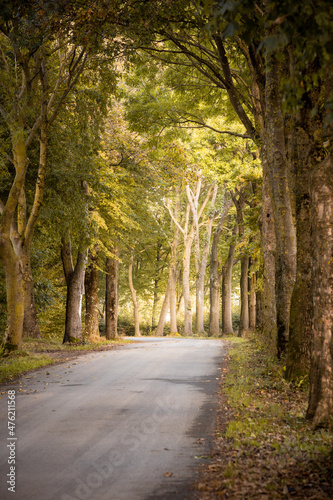 Alley in autumn