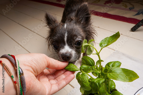 Chihuahua dog eating basil leaves. Vegan dog