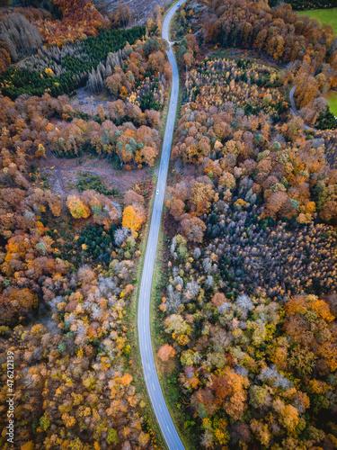 Road through a forest in autumn