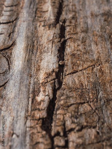 Texture of wooden trunk of an old tree close up © Dani