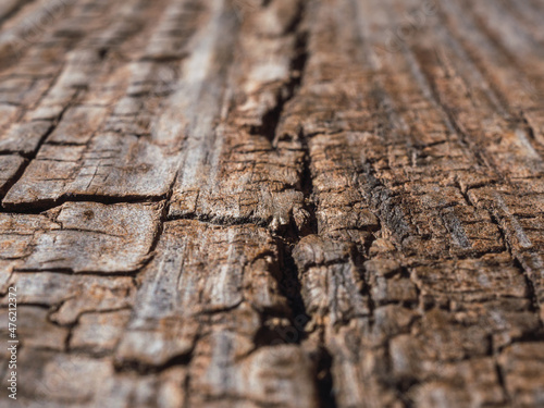 Texture of wooden trunk of an old tree close up