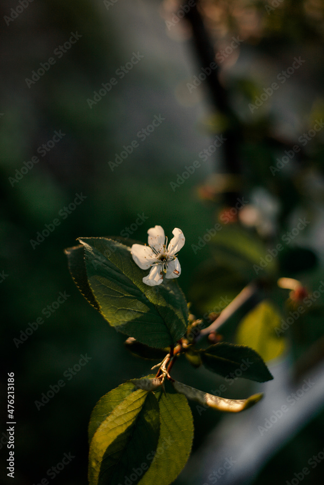Fototapeta premium bee on a flower