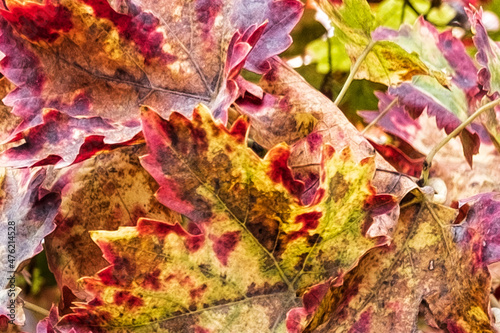 Abstract view of autumn vine leaves
