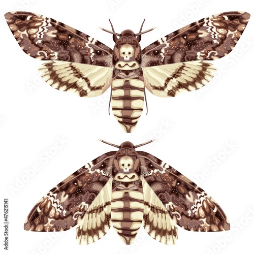 Butterfly. Deaths Head Hawk Moth. The moth is a mystical symbol and talisman. Stock vector illustration isolated on white background.