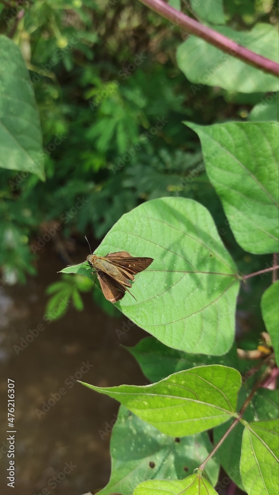 Moth background photo on leaves in Cikancung area, Indonesia Moth background photo on leaves in Cikancung area, Indonesia