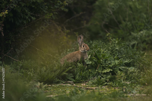 Fototapeta Naklejka Na Ścianę i Meble -  wildlife photography of wild rabbit