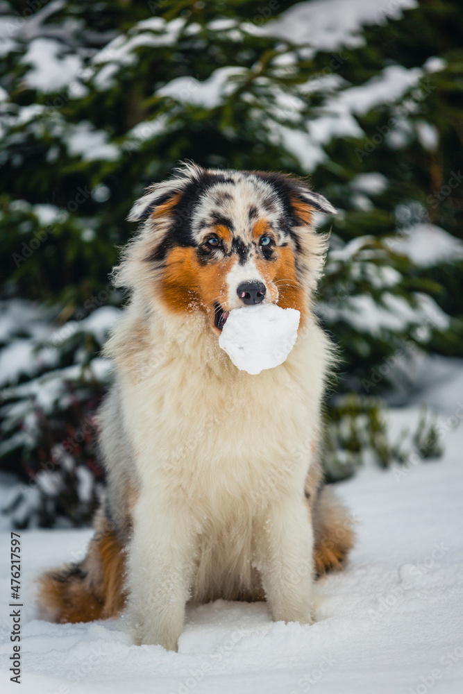 Portrait of a happy Australian Shepherd in the snow. Portrait of a happy Australian Shepherd in the snow.
