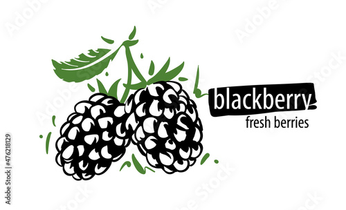 Drawn vector blackberry on a white background