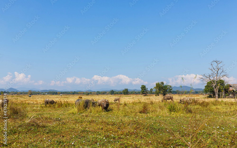 Many Thai buffalo are eating grass in grass fields