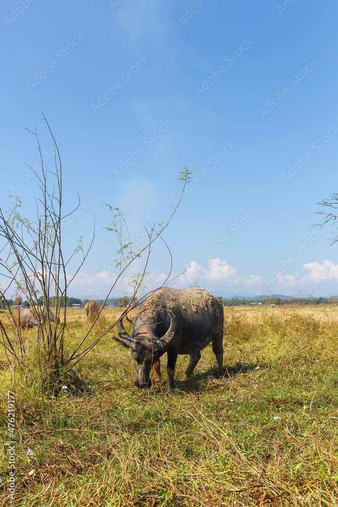 Naklejka premium Thai buffalo eating grass in the field