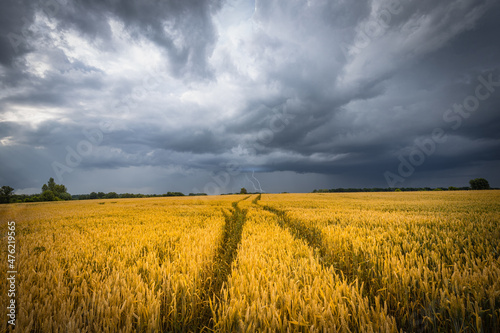 A stormy sky with flashes of lightning over a golden wheat field. Summer scenery with farm fields with tracks under dramatic rainy clouds.