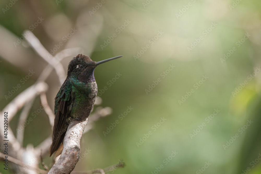 Fototapeta premium Portrait of Lancebill hummingbird in Panama