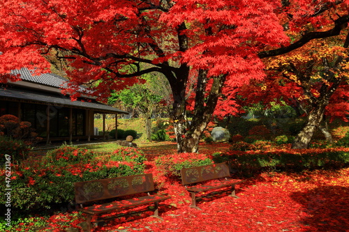 岩手県盛岡市　紅葉の落ち葉の絨毯 Fototapete
