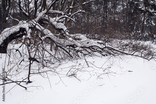 Snow covered woods in a cit...