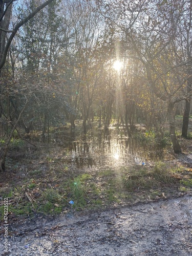 path in the forest