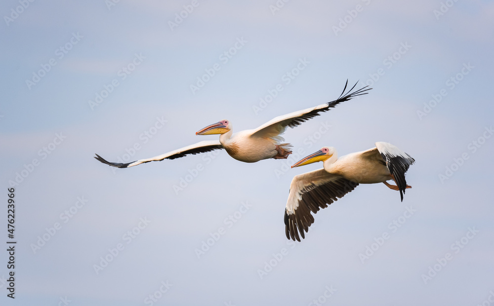 Birds and wildlife fauna of Danube Delta. Beautiful images with pelicans (Pelecanus) in this landmark of Romania. Birds and wildlife fauna of Danube Delta. Beautiful images with pelicans (Pelecanus) in this landmark of Romania.