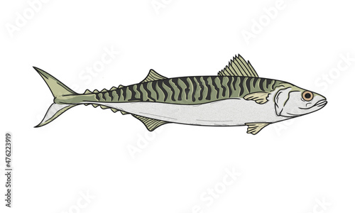 mackerel fish on a white background colour and line work.